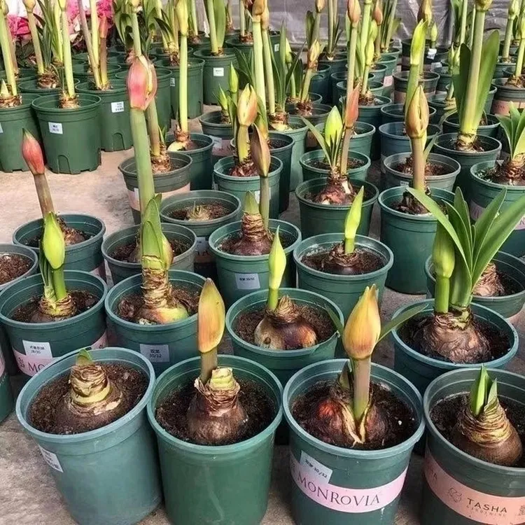 荷兰大朱顶红种球重瓣大花球盆栽室内阳台朱顶红种球开花特大发货