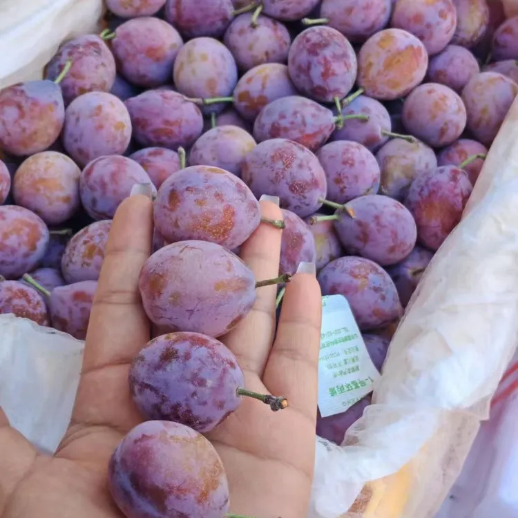 新疆伽师西梅新鲜当季脆甜多汁水果整箱