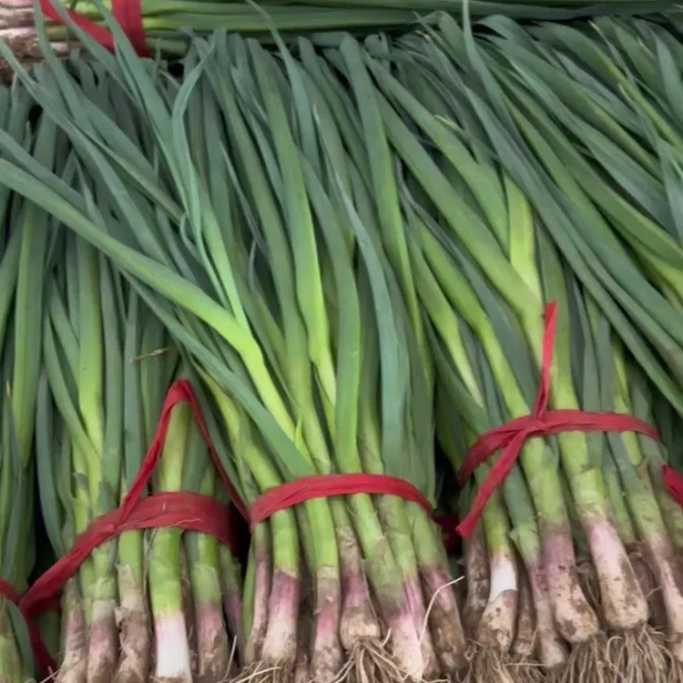 农家自种现挖新鲜红根蒜苗应季蔬菜蒜香味浓3斤5斤1斤蒜苗新鲜
