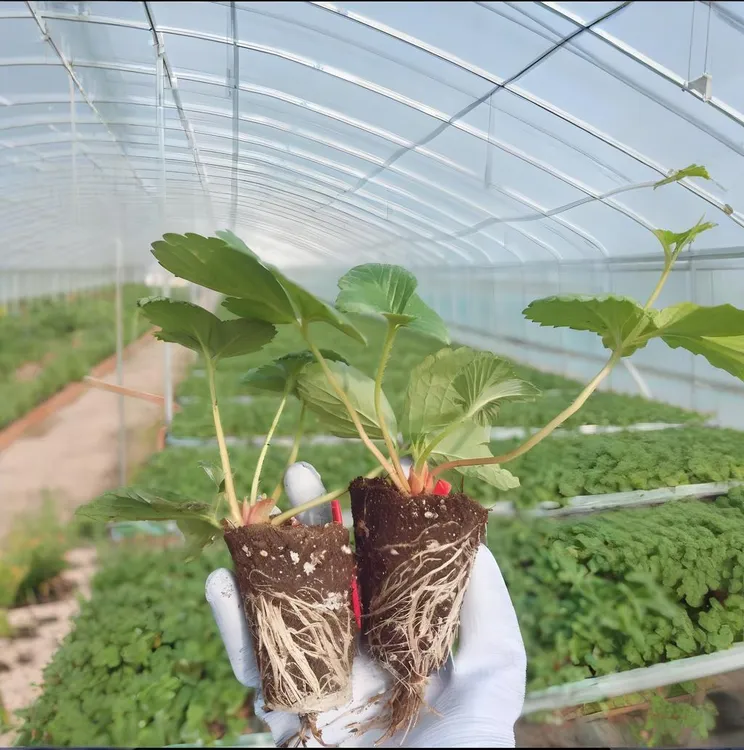 5颗奶油红颜草莓苗四季盆栽阳台地栽绿植花卉爆根苗种植佳选。