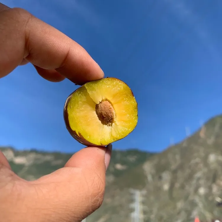 四川省汶川县青红脆 脱骨李 净重5斤 顺丰快递