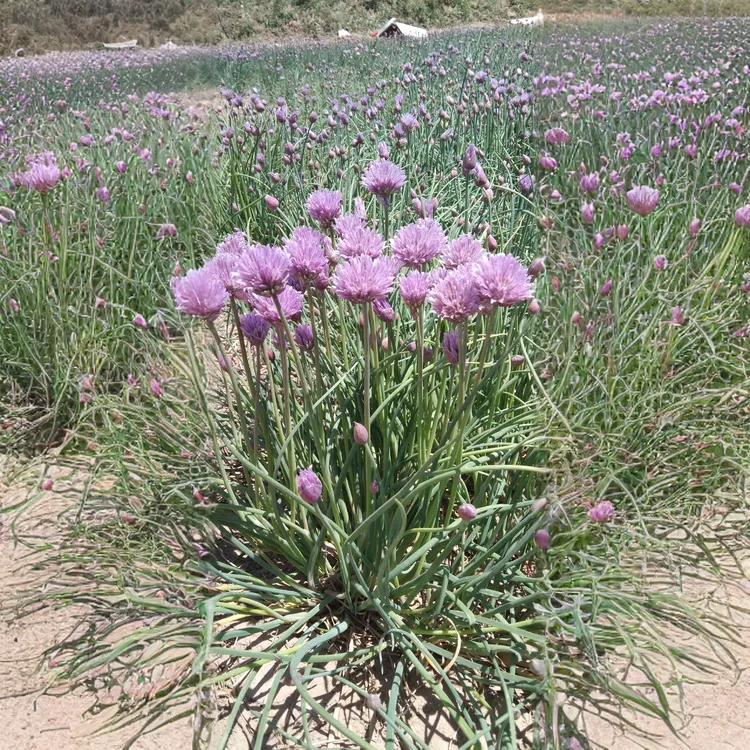 魏巍的观赏葱盆栽耐热耐寒可食多年生花卉适合室内阳台庭院种百根
