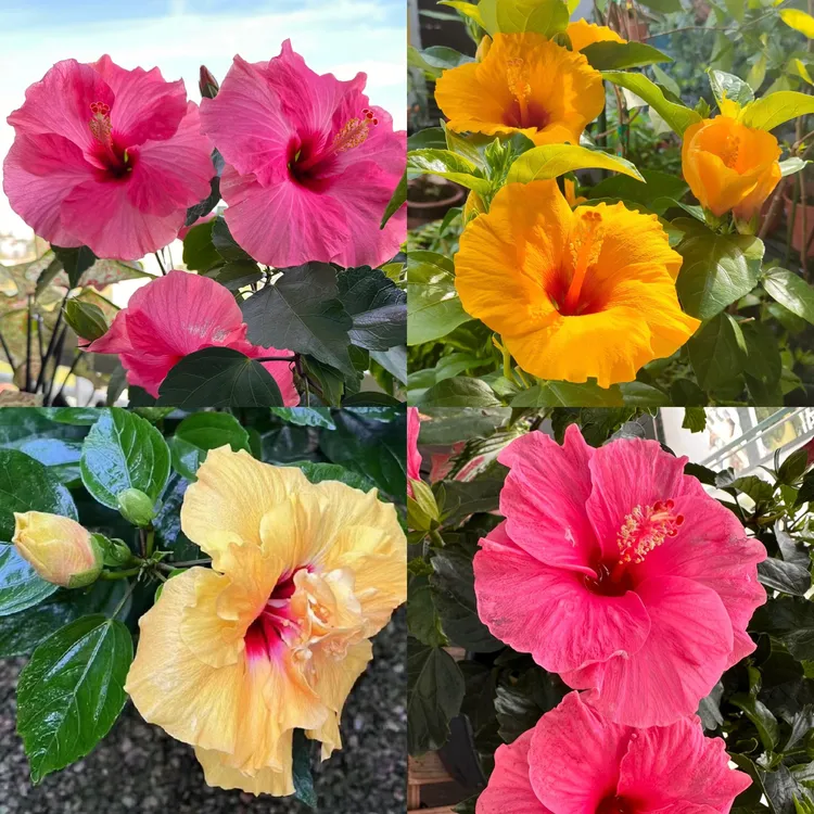 丛生木槿花盆栽一盆多色庭院阳台耐热耐晒花卉新手易养护