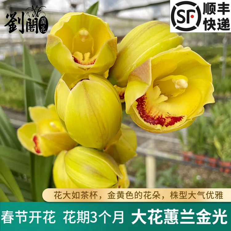 刘阁兰花苗 大花蕙兰金光 冬带花苞出售年宵室内花卉好养绿植