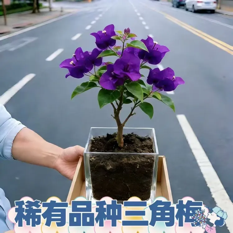 2026梅园勤花袋苗三角梅老桩盆栽耐用绿植防辐射甲醛好养庭院阳台