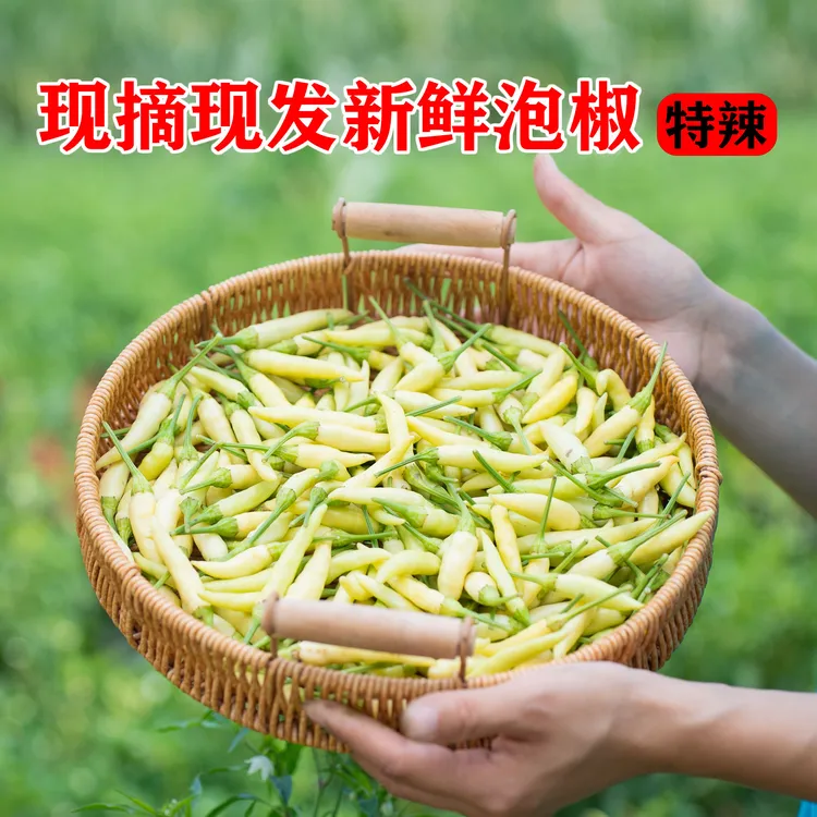 【现摘现发】特辣巨辣野山椒新鲜泡椒正宗小白椒露天种植辣椒
