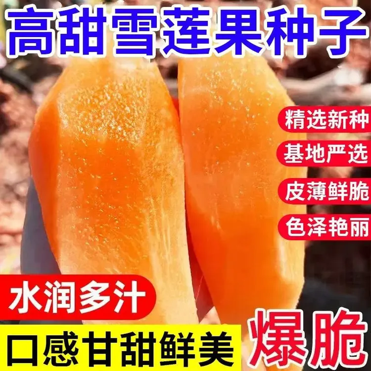 【雪莲果种子】雪莲果种子家庭种植盆栽地栽正宗水果种子A商品图