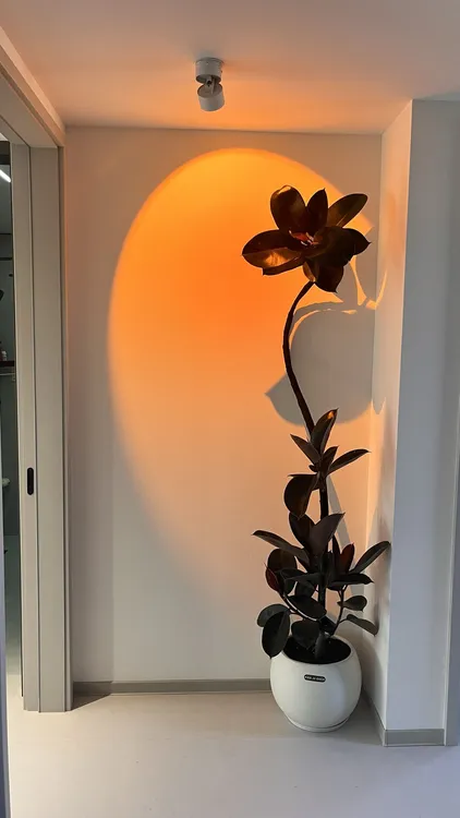 造型黑金刚网红橡皮树室内净化绿植大盆栽观叶植物盆栽（一物一拍）