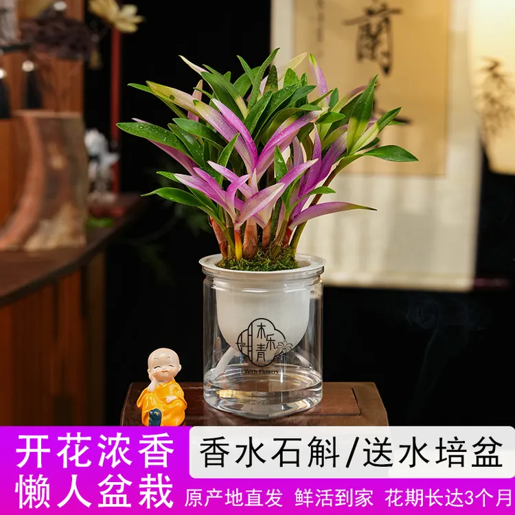 【带红芽】七彩香水石斛兰 精品澳洲石斛 浓香型 水培盆栽商品图