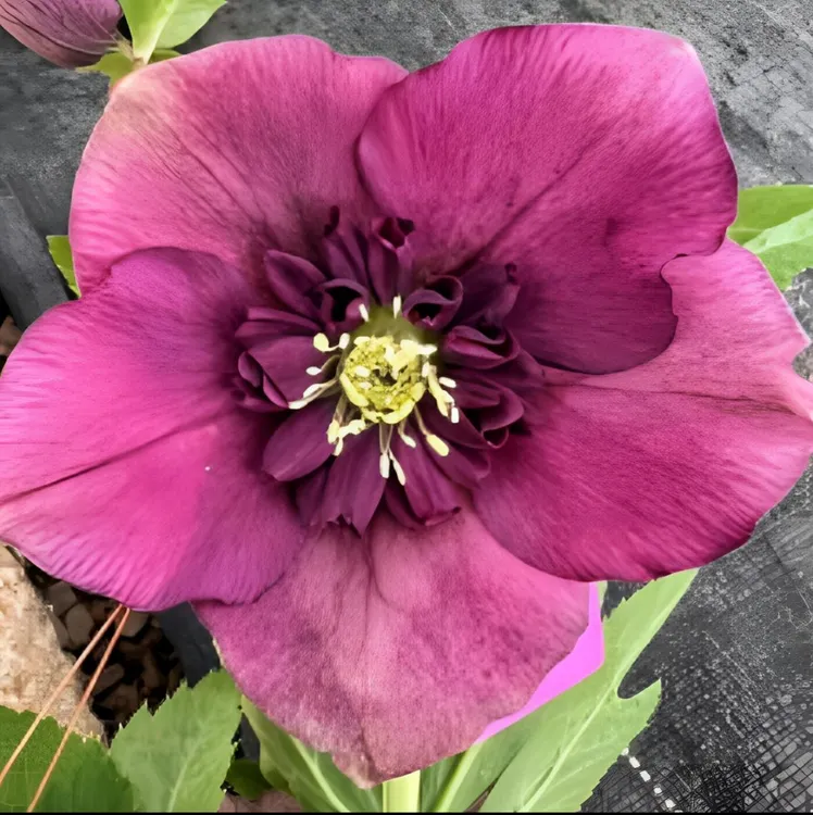 铁筷子花 新品 盆栽苗圣诞玫瑰耐寒花卉适合庭院种植