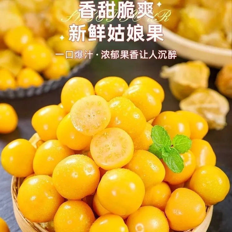 【云南姑娘果】灯笼果一整箱包邮菇凉果菇娘果罕见当季水果