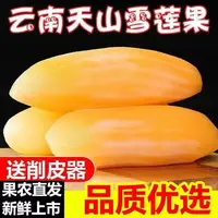 【5斤大果】正宗天山雪莲果新鲜当季现挖清甜可口带削皮刀
