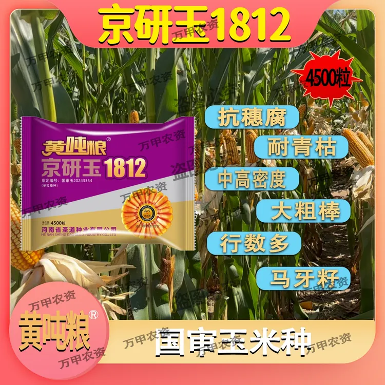 国审(黄吨粮京研玉1812)深马齿红轴矮杆大棒国审高产玉米品种商品图