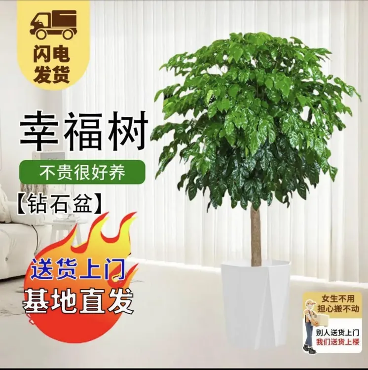 1.1-1.3M棒棒糖幸福树顺丰送货上门室内室外健康绿植包邮严选发货