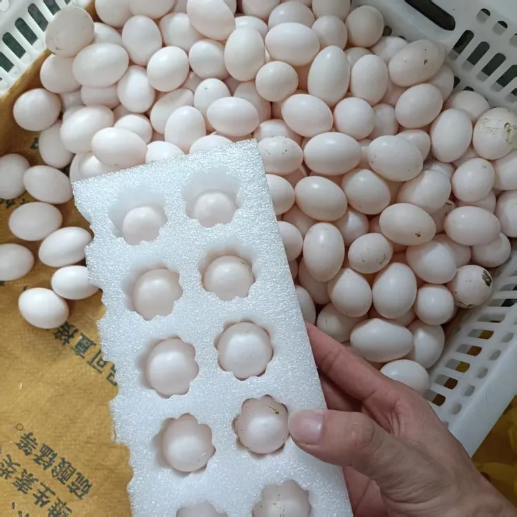 新鲜正宗散养鸽子农家初生鸽蛋喂养五谷杂粮孕妇营养儿童宝宝辅食