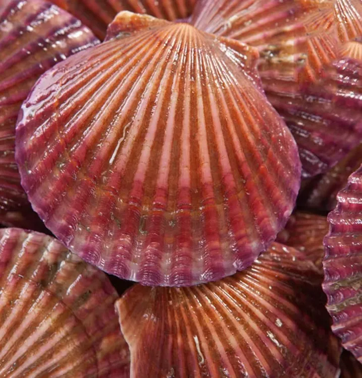 鲜活扇贝小红贝5斤鲜甜肥美鲜活发货保鲜保肥不保活顺丰京东发货