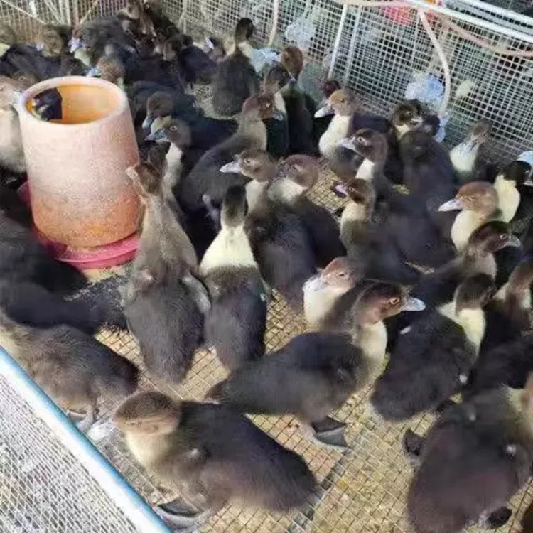 宠物鸭柯尔鸭火鸭一斤左右发货