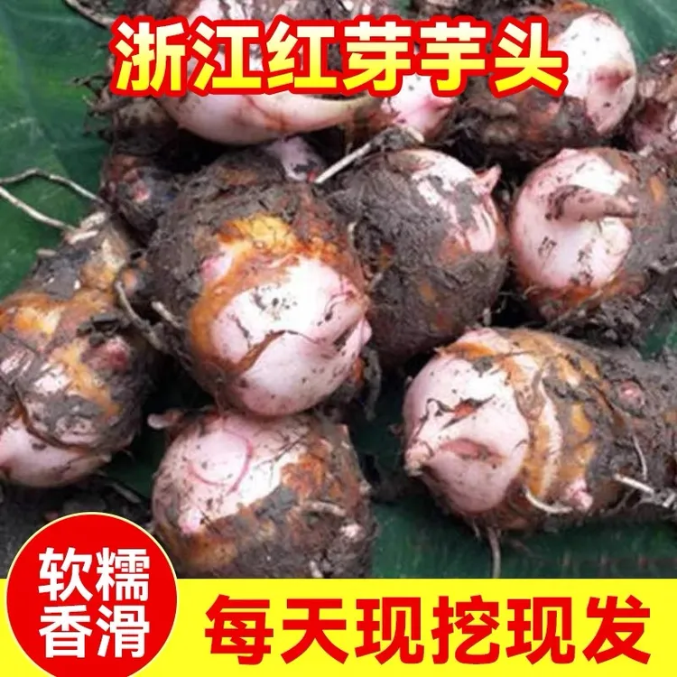 浙江红芽芋头芋艿小芋仔软糯香粉2025年新鲜蔬菜现挖香芋牛奶芋头