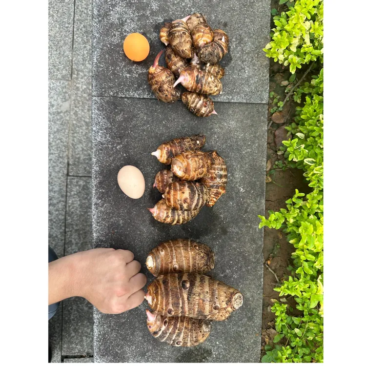 高山红芽芋子泉水灌溉当季新鲜采摘冰淇淋口感软糯香甜农户直发