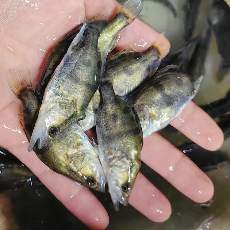 批发小鳜鱼暗金鳜淡水鱼塘水库养殖桂花鱼肉食观赏猛鱼季花鱼鲑鱼