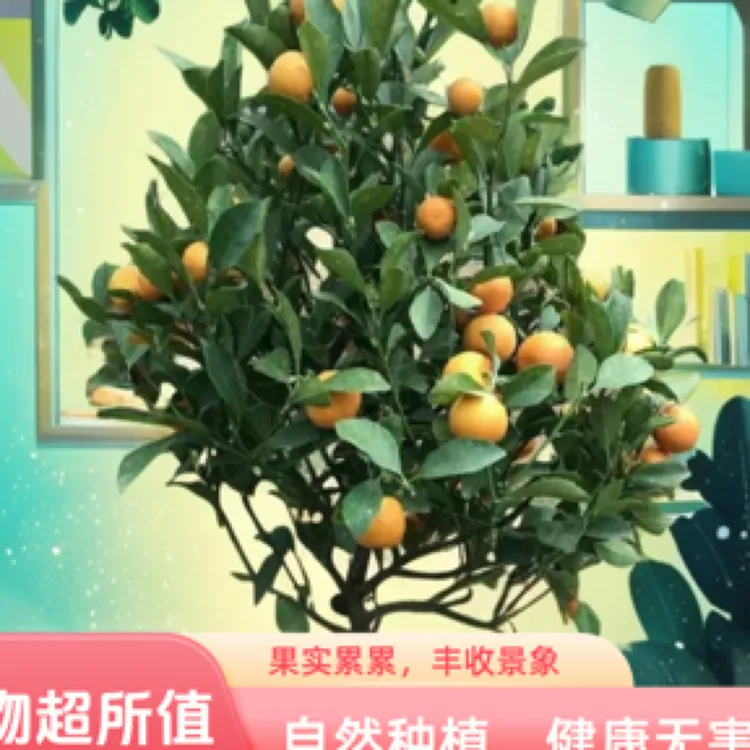 脆皮金桔/阳台盆栽/庭院绿植/南北适宜