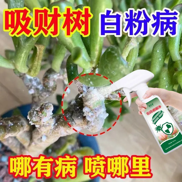 【吸财树白粉病】植物专用肥料多肉叶片有白粉白霉白色絮状物营养液