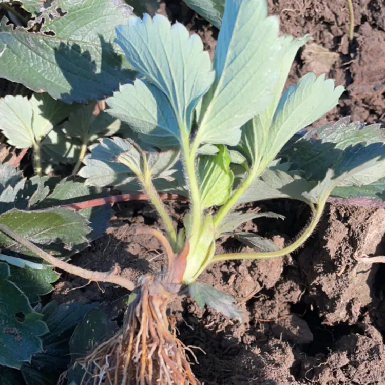 正宗奶油草莓苗阳台爱好者专属（草莓自由）