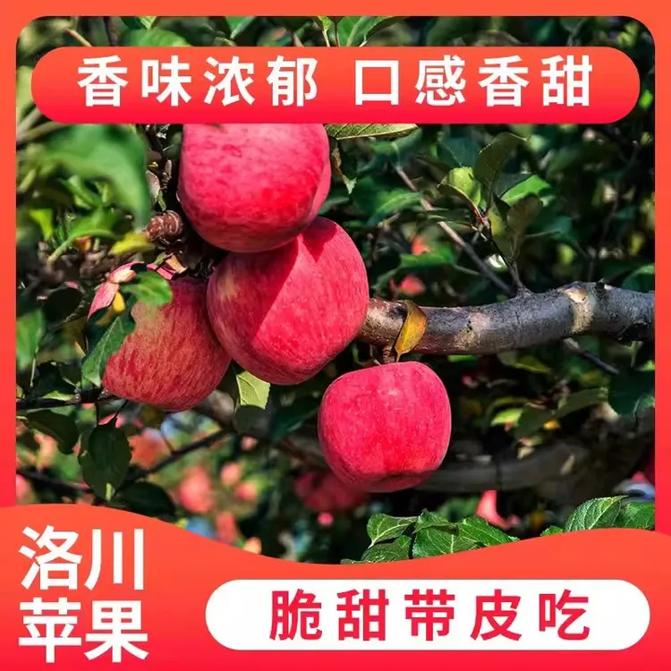 【产地直发正宗洛川苹果带箱9-10斤】陕西红富士苹果现摘现发qggy2.