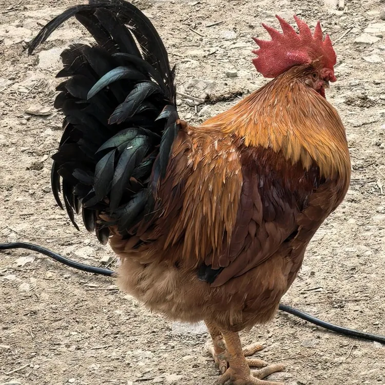 杭州天目山大公鸡正宗假一罚十农家土鸡活杀顺丰包邮