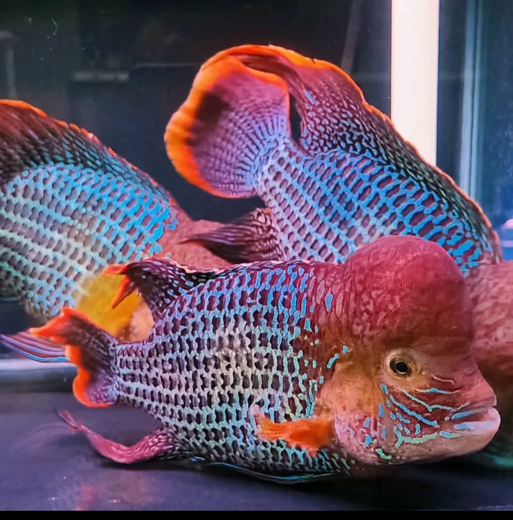 红尾皇冠鱼活体玉面皇冠鱼招财鱼中大型热带鱼混养观赏鱼淡水