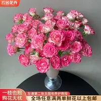 【云舍花卉】【妃色罗衣】多头玫瑰全场任意满两单及以上包邮发货