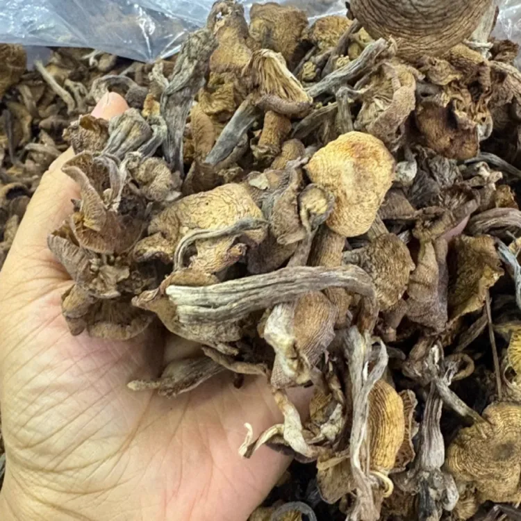 红心专属自家采东北野生榛蘑丁干货特级无根新货可用于小鸡炖蘑菇