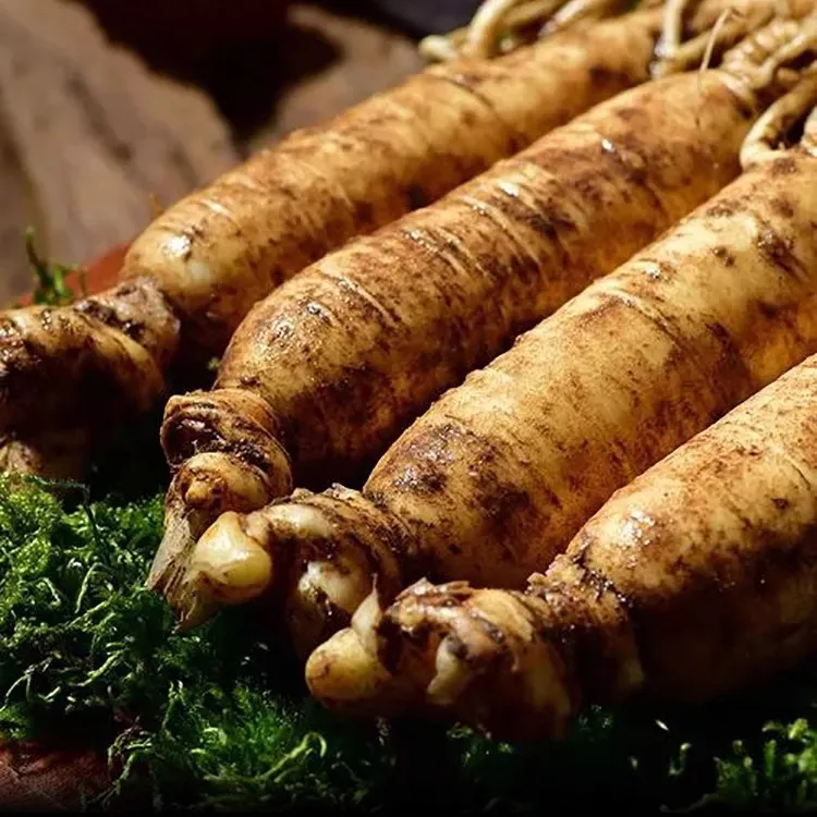 东北长白山原产地现挖新鲜大个整根人参【保温箱+青苔发货】