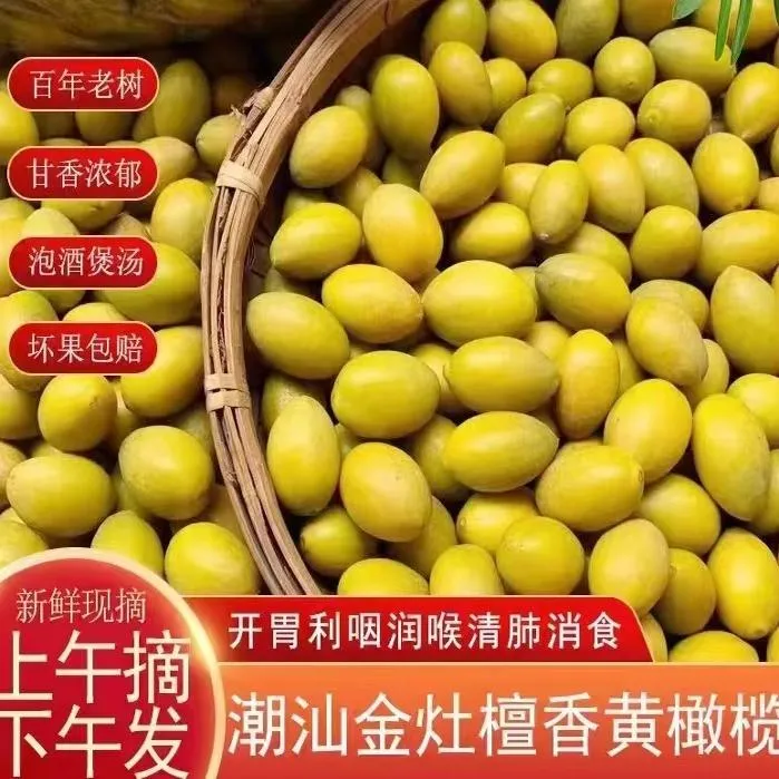 新鲜黄橄榄檀香甘香潮汕金灶老树金黄煮汤泡酒孕妇水果天然生青果