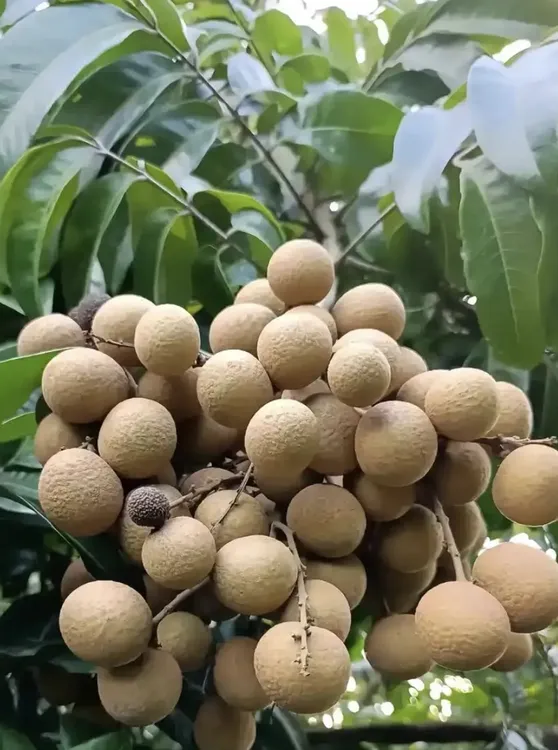 老树龙眼，味美鲜甜