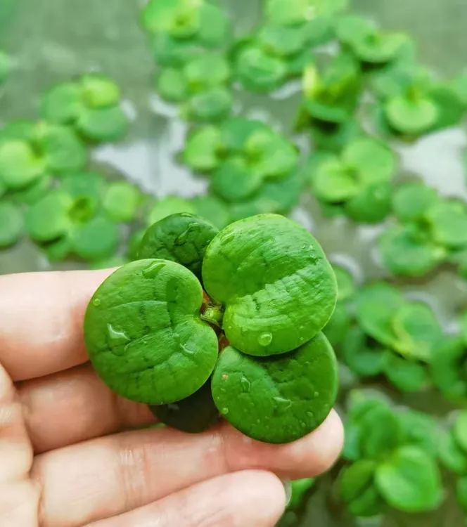 圆心浮萍水培植物活睡莲鱼缸浮萍真草净化水质水草