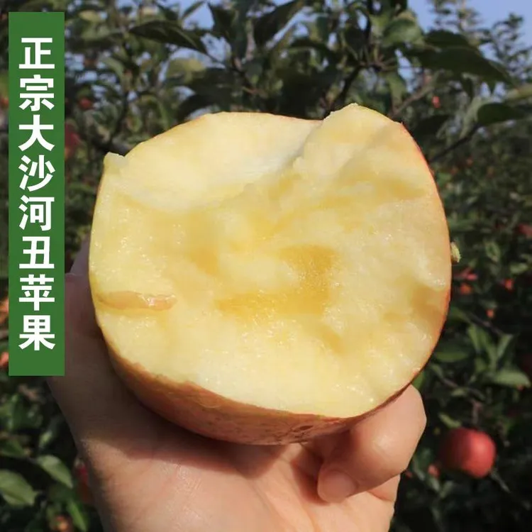 丰县大沙河红富士苹果头茬新鲜皮薄黄肉网红大蚊子同款丑苹果中果