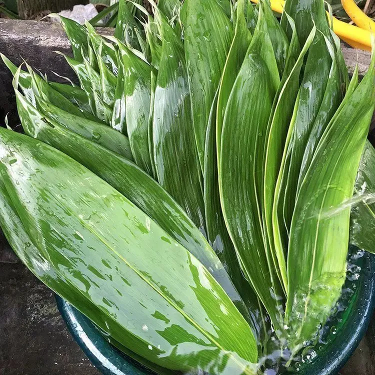 安福农家野生新鲜粽叶