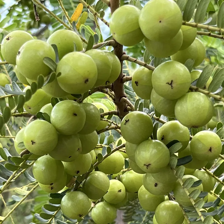 新鲜采摘青油甘果余甘果牛甘果滇橄榄果油柑酸水果余甘子榨汁