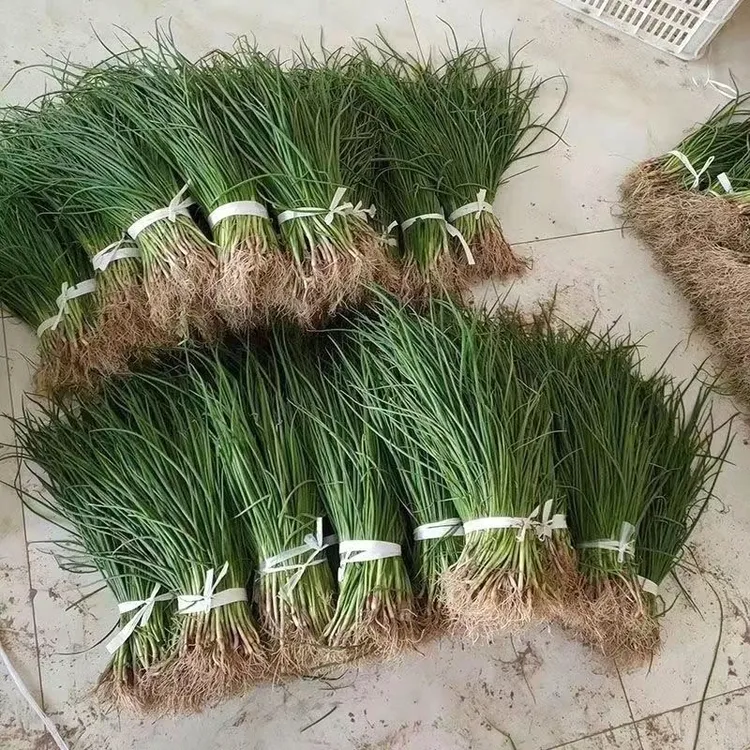 优质紫皮洋葱苗耐寒洋葱种植优选蔬菜苗洋葱苗山东基地直发洋葱苗