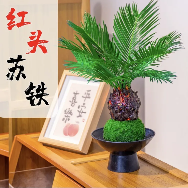 苔藓球红头铁树水培植物室内桌面创意盆栽好养活四季常青室内绿植