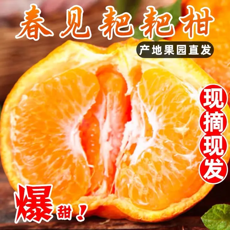 四川正宗春见耙耙柑橘当季新鲜水果橘子现摘现发年货包邮