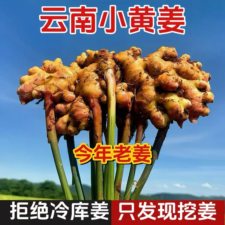 【新鲜老姜】云南小黄姜香味浓郁辛辣够味现挖山地种植生姜