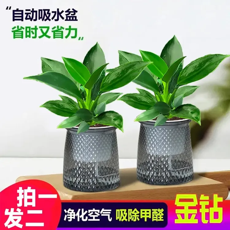 【 买一送一】绿公主金钻办公室美观室内绿植盆栽四季常青净化空气