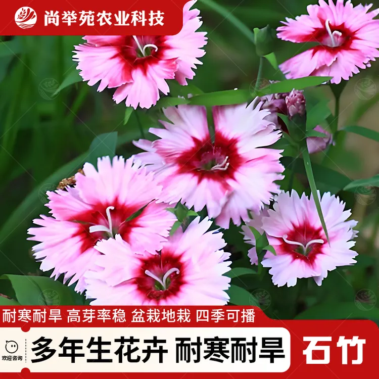 五彩石竹种籽四季播种公园小区庭院别墅花海景观花籽野花组合种子