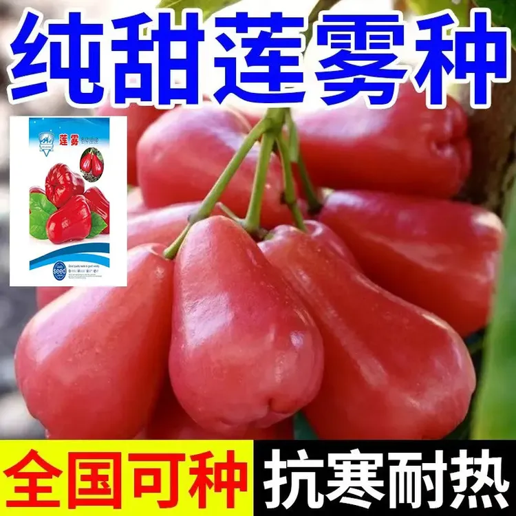 【今年新种】莲雾种子台湾黑金刚全国种植地栽盆栽庭院简单易种植