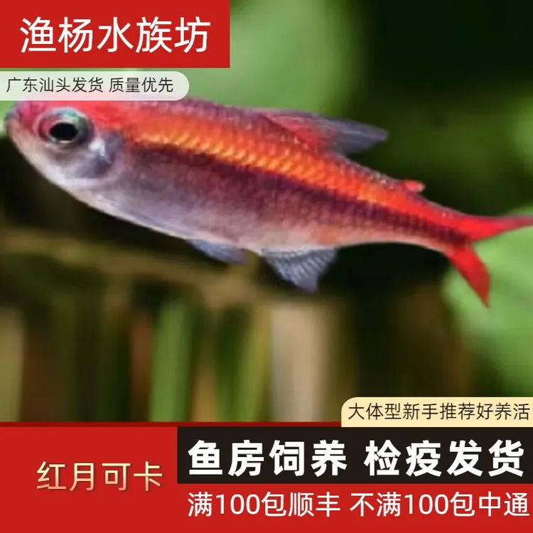 【渔扬水族】红月可卡观赏鱼