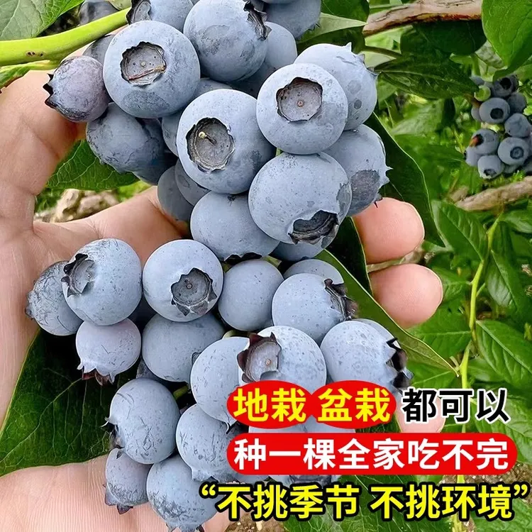 L25大果蓝莓树苗L25蓝莓苗南方北方庭院大果蓝莓春季种植当年结果
