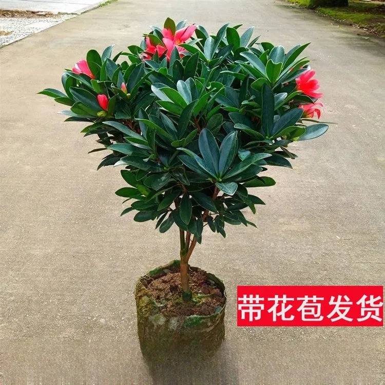 杜鹃山茶花树苗盆栽带花苞浓香室内阳台庭院花卉绿植开花好养好看