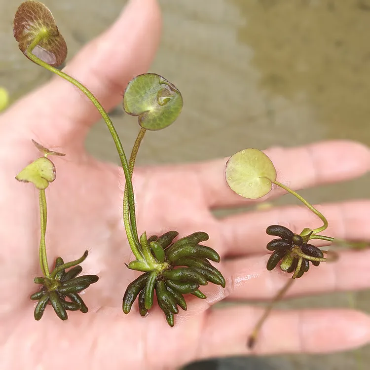 鱼缸香蕉草活体水生植物净化水质无需种植懒人淡水造景水草